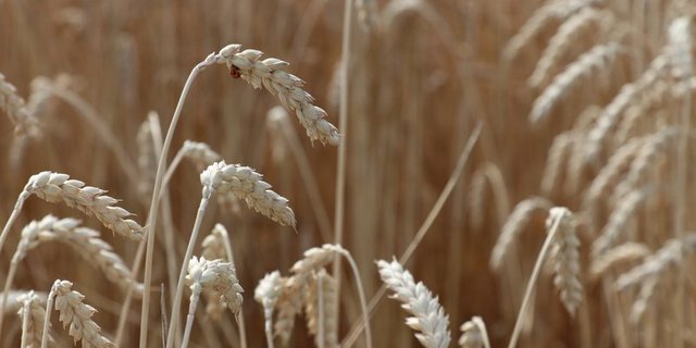 2018 war ein gutes Getreide-Jahr. (Bild Ruth Aerni)