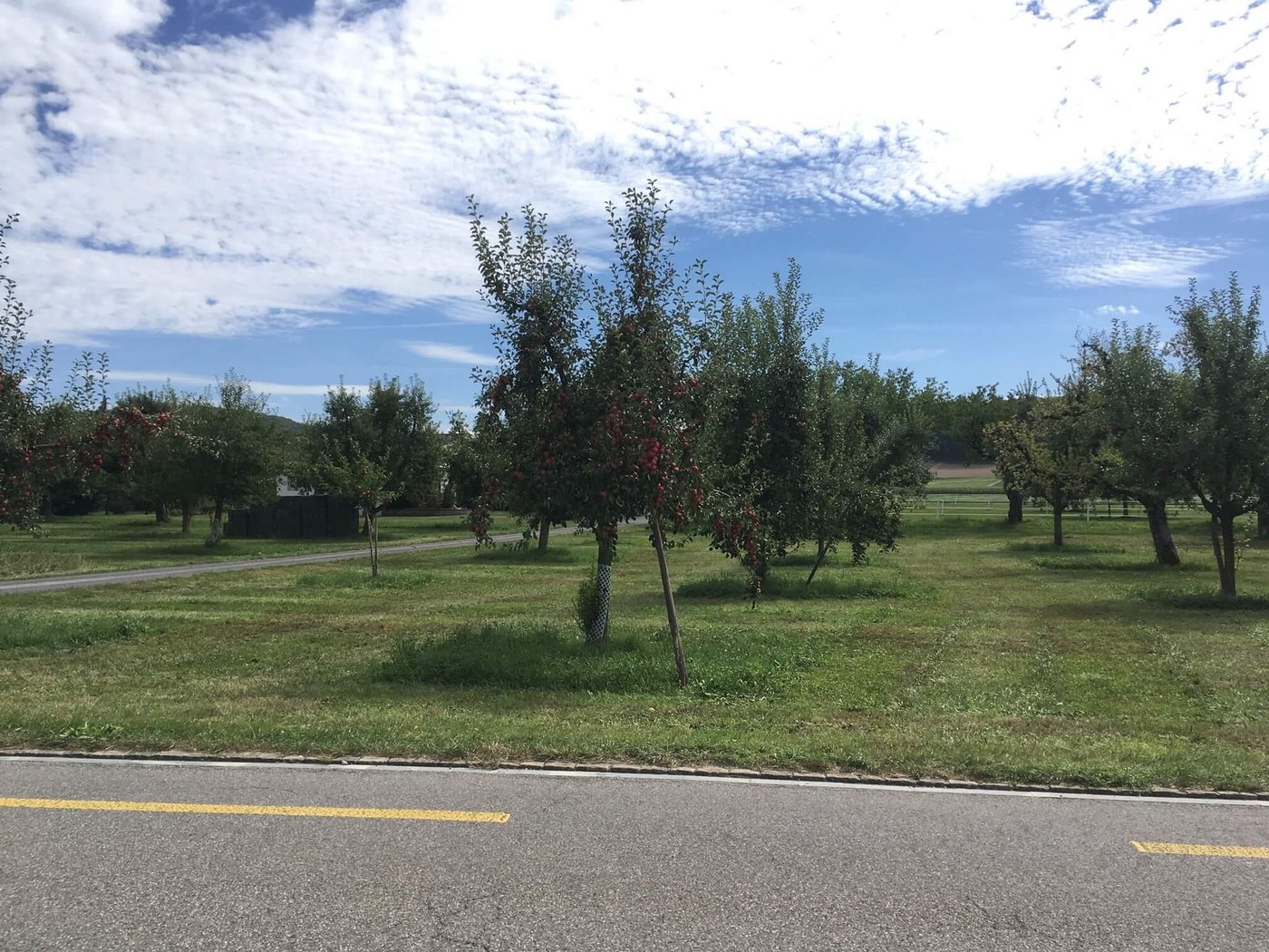 Im September 2020 konnten die Äpfel bei viel sonnigem und warmem Wetter reifen. (Bild jsc)