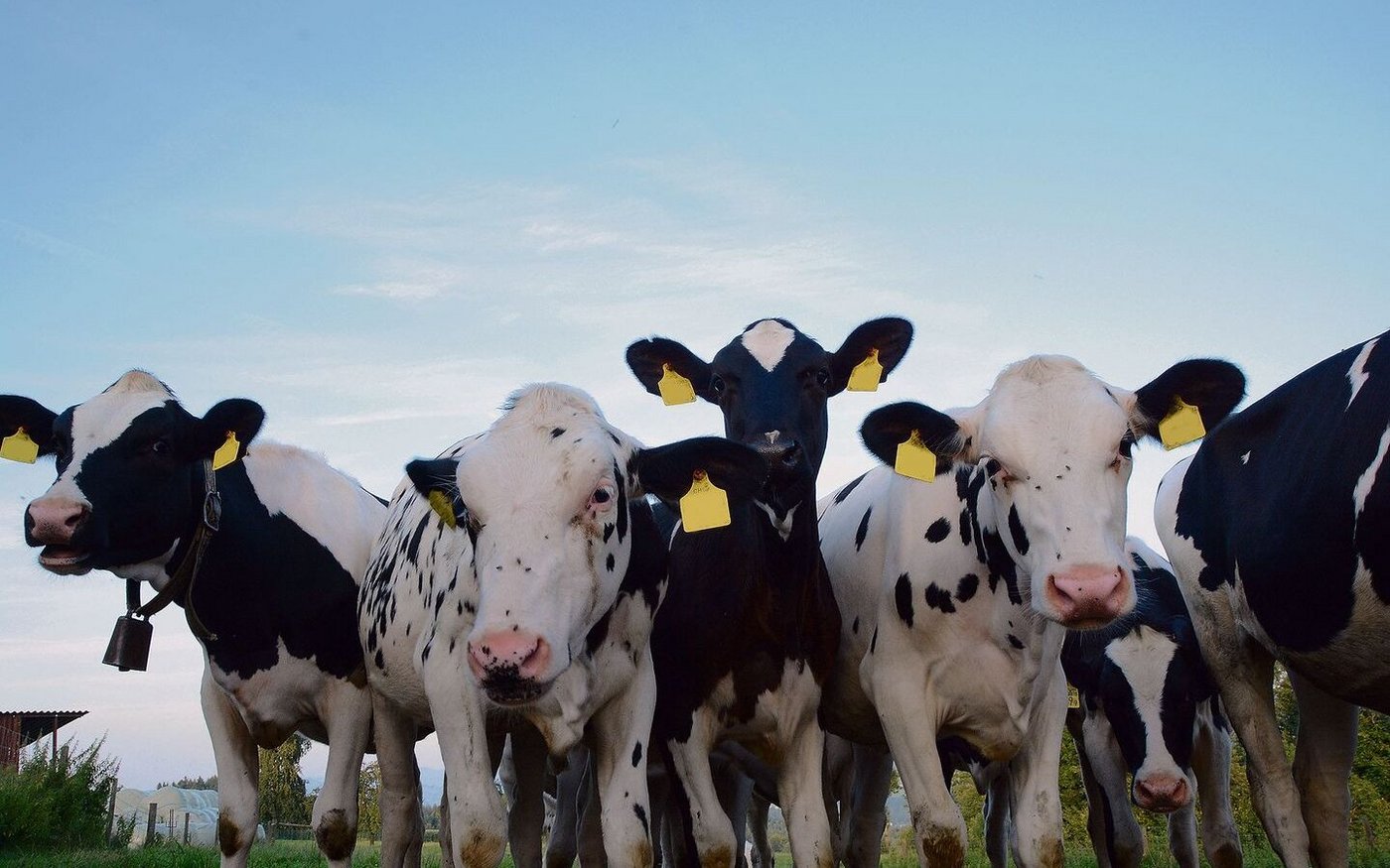 Früher war es keineswegs selbstverständlich, dass bereits jüngere Bauernkinder wussten, wie ein Kalb auf die Welt kam. 