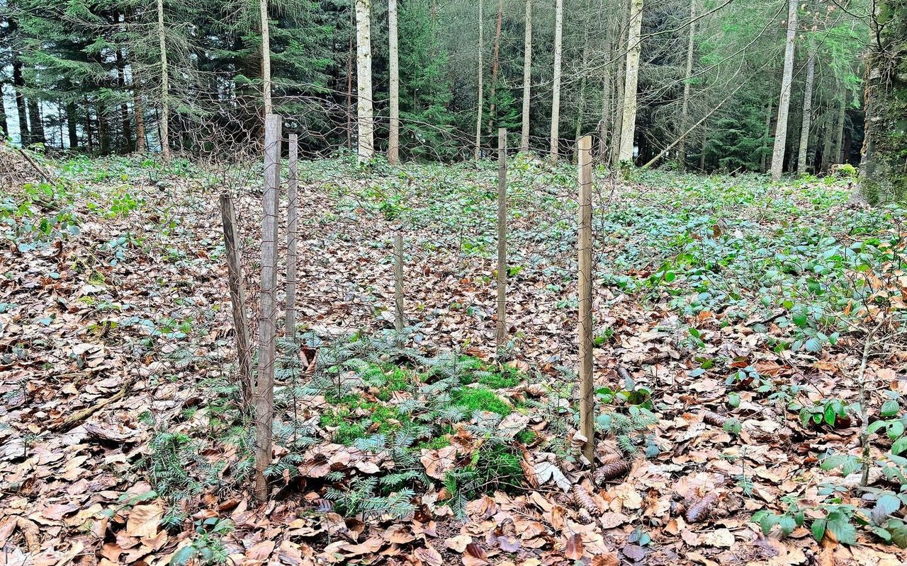 Innerhalb der Umzäunung können zukunftsfähige Baumarten wie Buche, Weisstanne und Eiche ungestört vom Wild heranwachsen. Ausserhalb hingegen werden sie verbissen. 