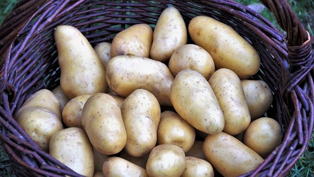 Je nach Region konnten die Kartoffeln um eins bis zwei Wochen früher als üblich geerntet werden. (Bild pixabay)
