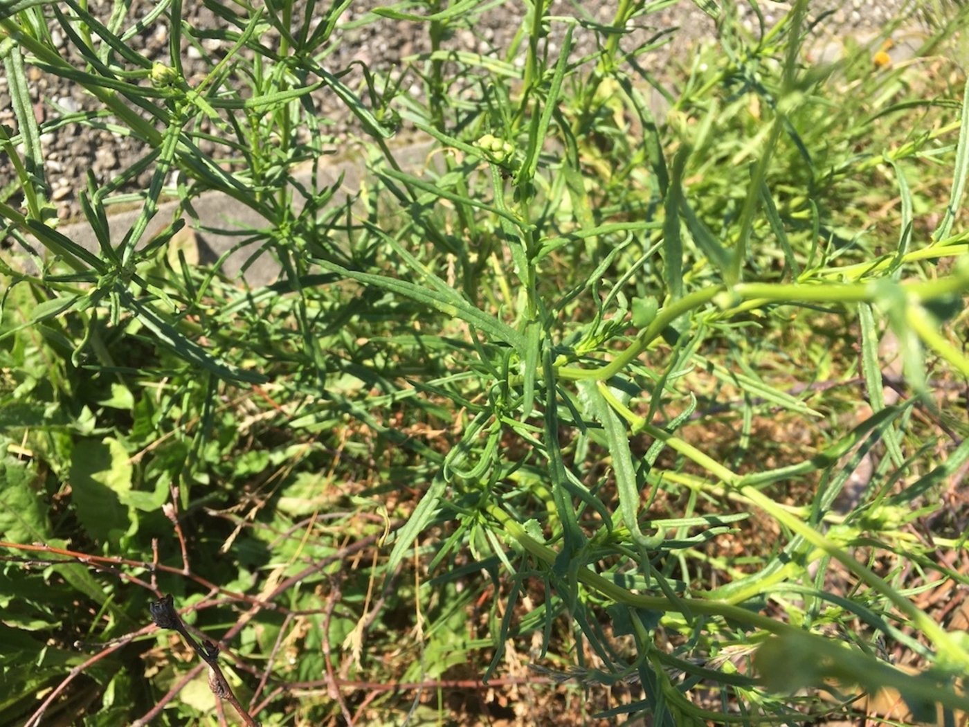 Typisch sind die schmalen, linearen Blätter mit knorpeligen Zähnchen am Blattrand. 