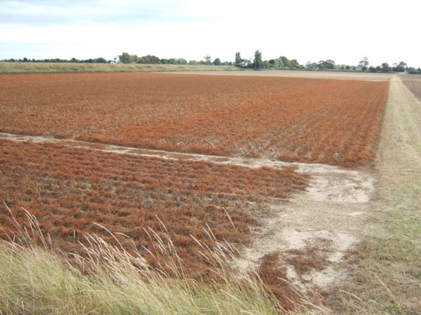 Mit Glyphosat abgebrannte Kartoffelnpflanzen vor der Ernte. (Bild Richard Humphrey)
