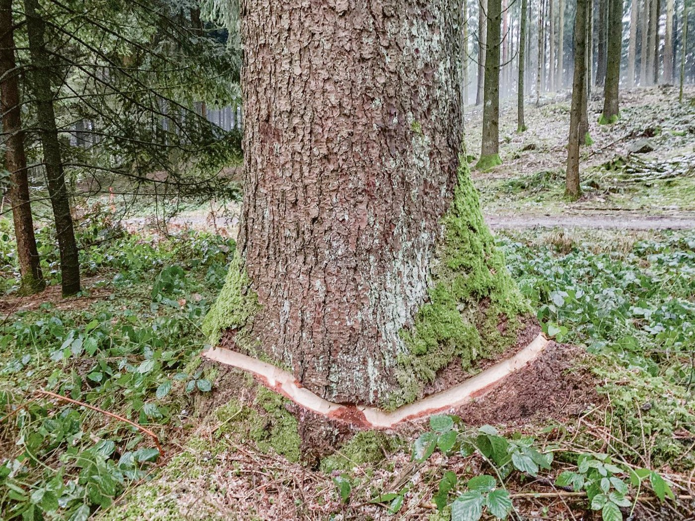 Nein, da waren keine Frevler am Werk. An Mondtagen wurden geeignete Bäume geringelt, um den Saftstrom zu unterbrechen. Gefällt wird erst nach der Austrocknung.  (Bilder Josef Scherer)