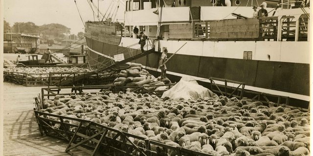 Lebenstransporte von Schafen von Australien aus haben eine lange Tradition. Wegen des Verstosses gegen die Auflagen an einigen Schiffen, sah sich die Regierung zum Handeln aufgefordert. (Bild Schaftransport Australien, 20. Jahrhundert, Sam Hood, Wikimedia)