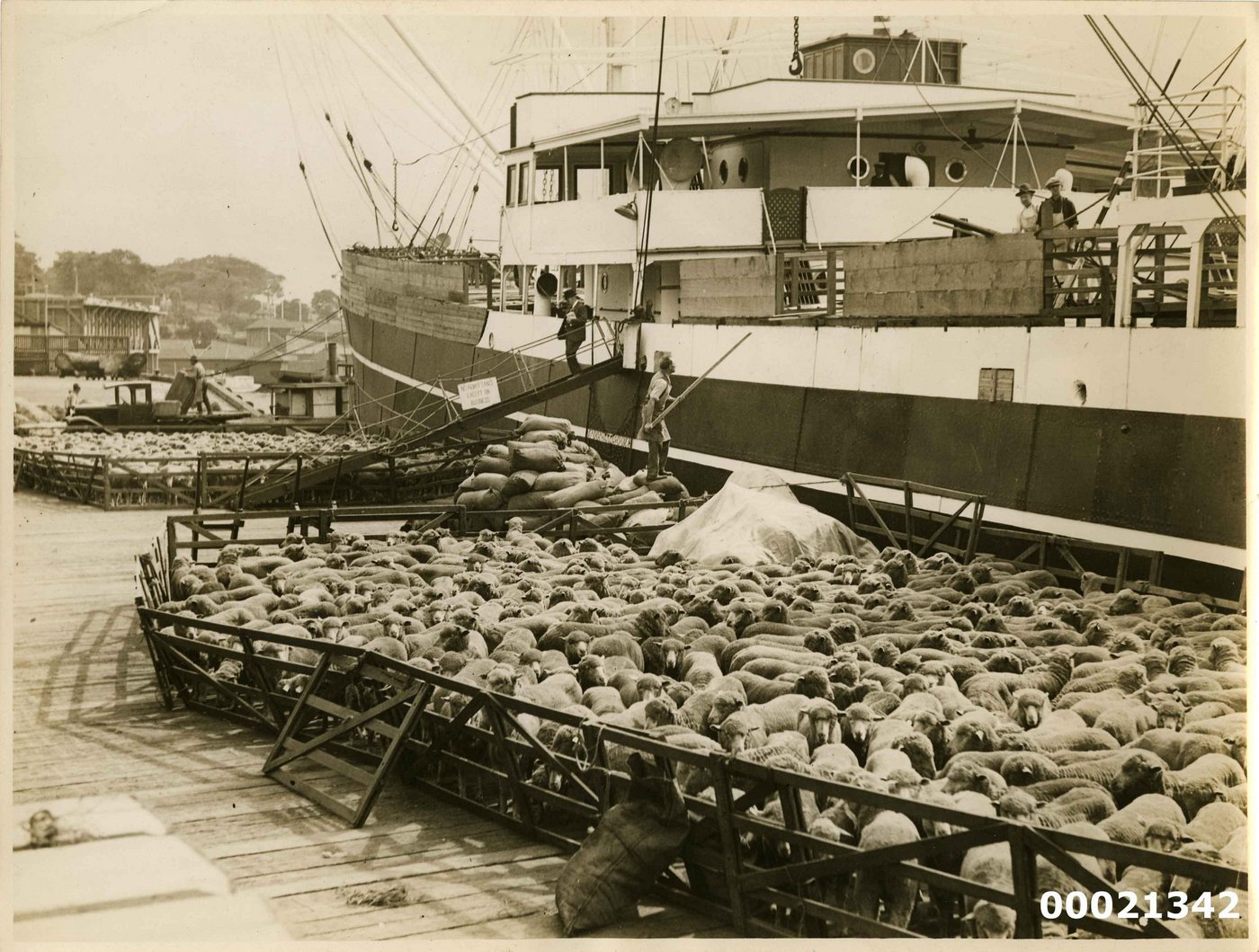 Lebenstransporte von Schafen von Australien aus haben eine lange Tradition. Wegen des Verstosses gegen die Auflagen an einigen Schiffen, sah sich die Regierung zum Handeln aufgefordert. (Bild Schaftransport Australien, 20. Jahrhundert, Sam Hood, Wikimedia)