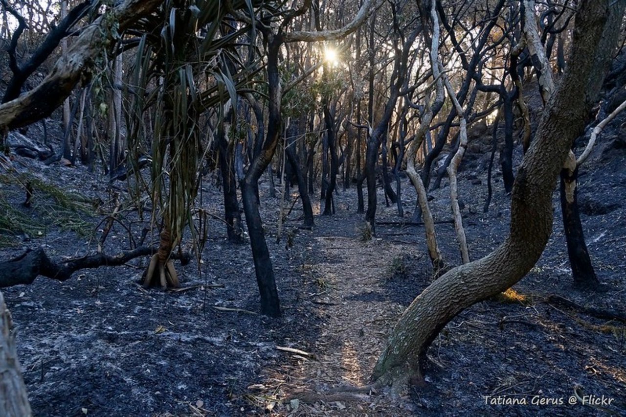 In Australien wüten seit Monaten schwere Brände, besonders im Südosten des Kontinents. Mehr als 12 Millionen Hektar wurden zerstört. (Bild Flickr / Tatters ✾)