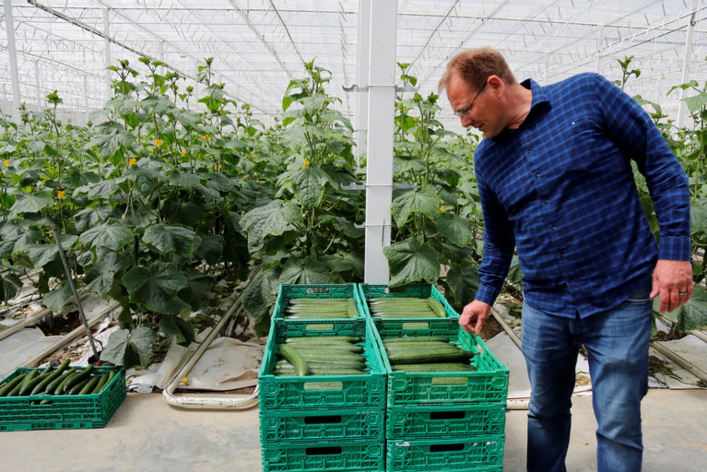 Betriebsleiter Beat Bösiger ist zufrieden mit der Qualität der Gurken. (mg)
