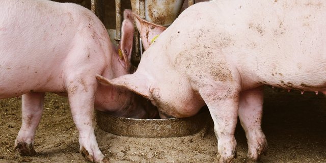 Reduktion von Protein, Kupfer und Zink: Die Anpassung der Fütterung birgt noch viel Potenzial. (Bild BauZ)