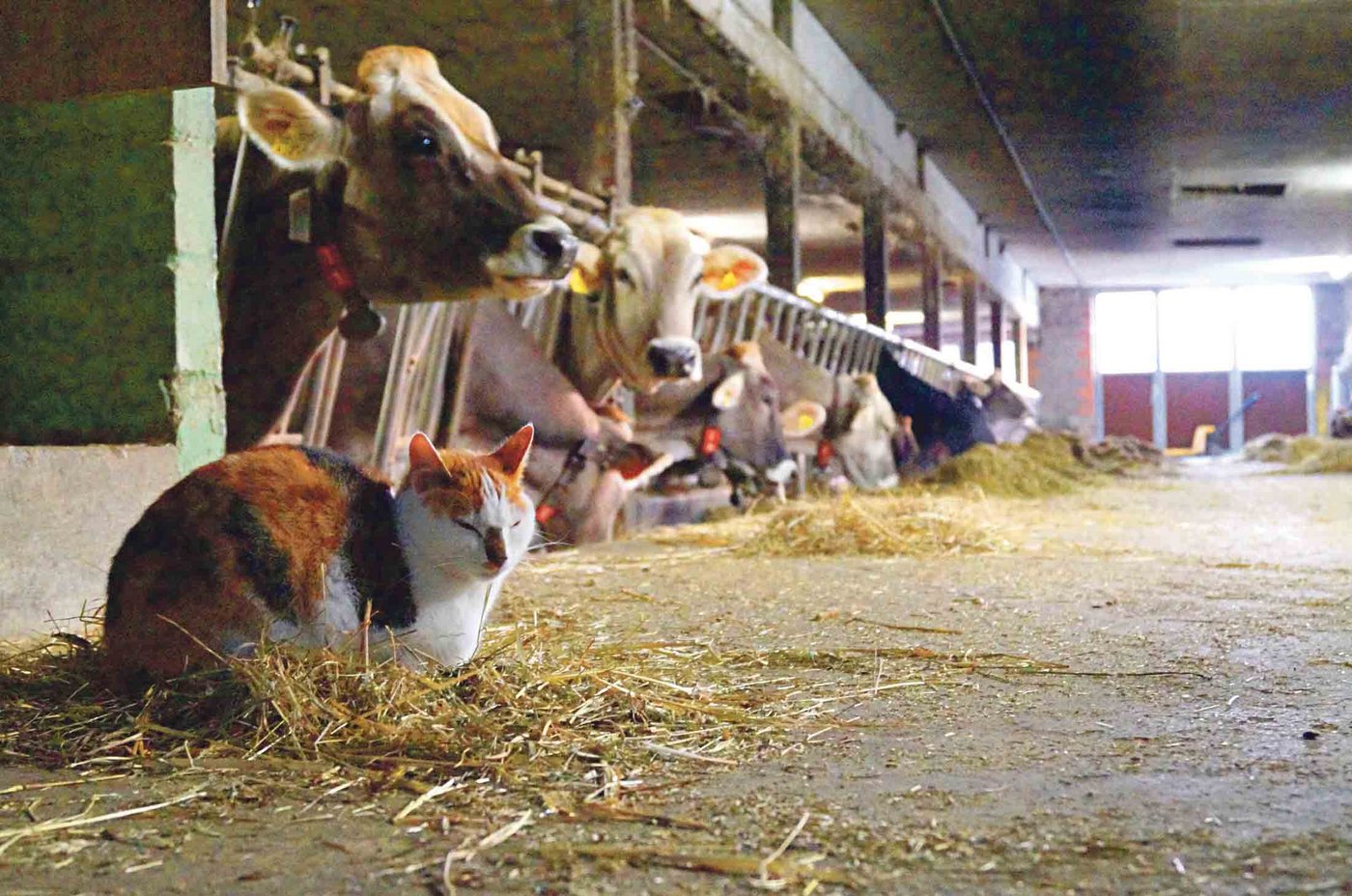 Was wäre ein Bauernhof ohne eine Katze? Sind es aber zu viele, kann das zu einem Problem werden. (Bild zVg)