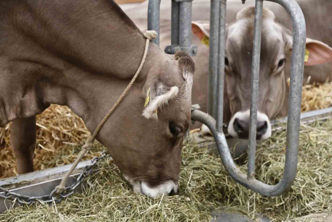 In Bayern halten rund die Hälfte der mehr als 30’000 Milchviehbetriebe ihre Tiere in Anbindehaltung. (Symbolbild lid)