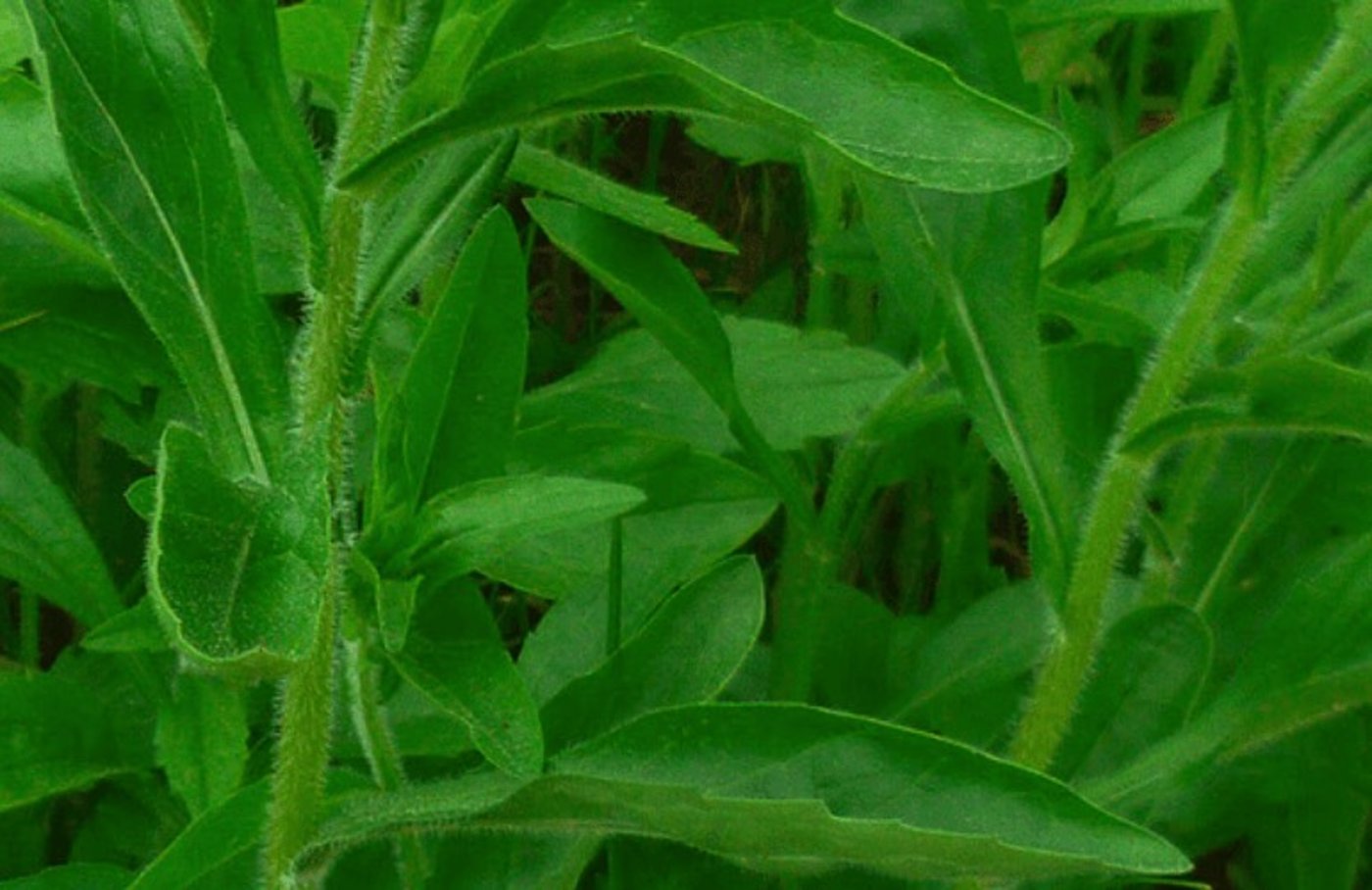 Typisch für das Berufkraut sind die hellen Blätter mit leicht gezacktem Rand und der behaarte Stängel. (Bild neophyt.ch)