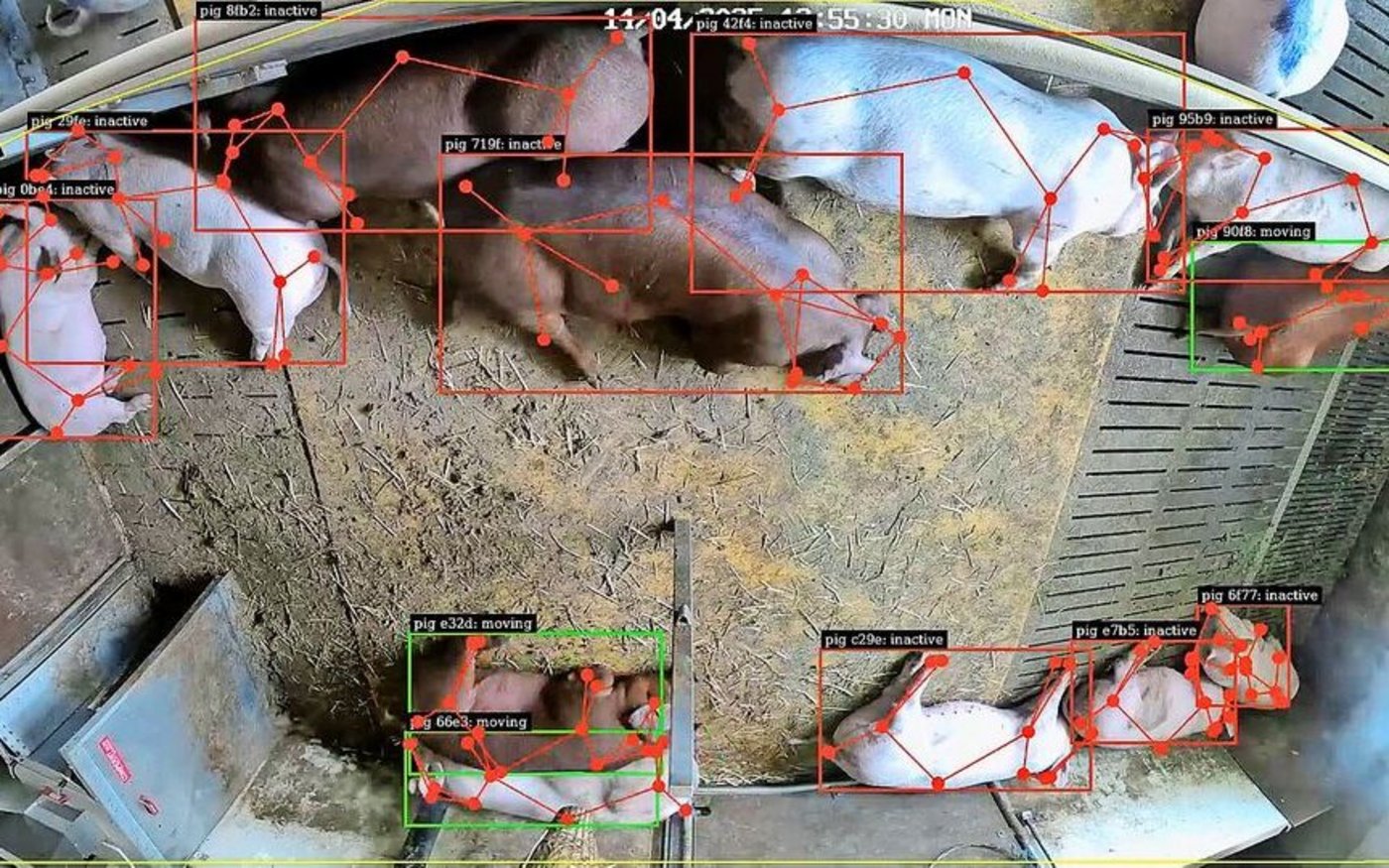 Was früher kaum messbar war, wird sichtbar: Als Strichmännchen verfolgt eine KI jeden Eber in der Bucht und erkennt, wer frisst, ruht oder aggressiv wird.