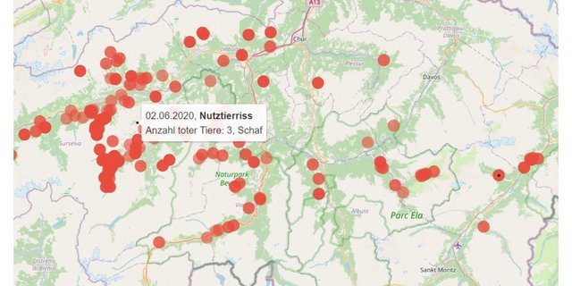 Auf einer neuen Webseite des AJF ist eine Karte publiziert, auf welcher sämtliche Grossraubtierbeobachtungen nach Tierart und mit den jeweiligen Daten sichtbar sind. (Bild AJF)