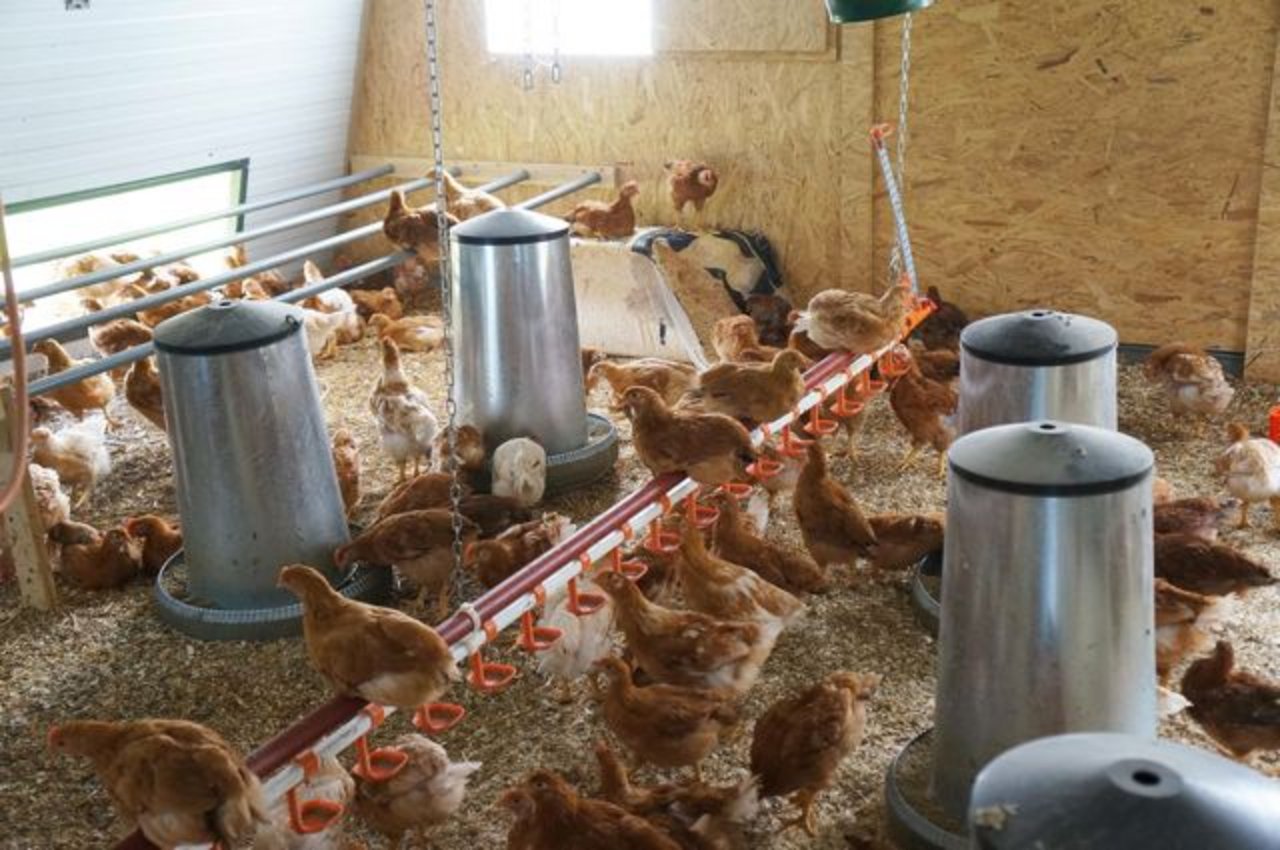In den Ausmastställen haben die Bio-Hühner genügend Platz. 