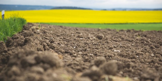 Hofdünger sind in der Schweiz ein wichtiger Nährstofflieferant. Bild: Mareycke Frehner