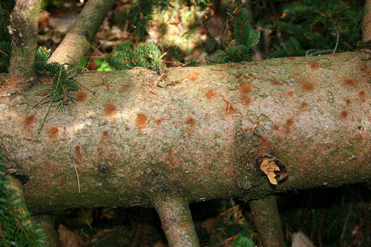 Ein eindeutiges Zeichen für Borkenkäfer-Befall ist Bohrmehl am Stamm oder dem Waldboden. Bei Regen oder an stehenden Bäumen ist das Mehl aber weniger leicht zu finden. (Bild Beat Wermelinger/WSL)