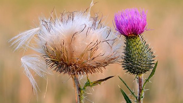 Die Distel hat eigentlich einen schlechten Ruf. (Symbolbild Yvar Leidus)