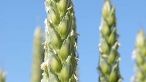Es gilt das neue Proteinzahlungssystem beim Getreide: So dngen Sie mit  Vorteil - bauernzeitung.ch | BauernZeitung