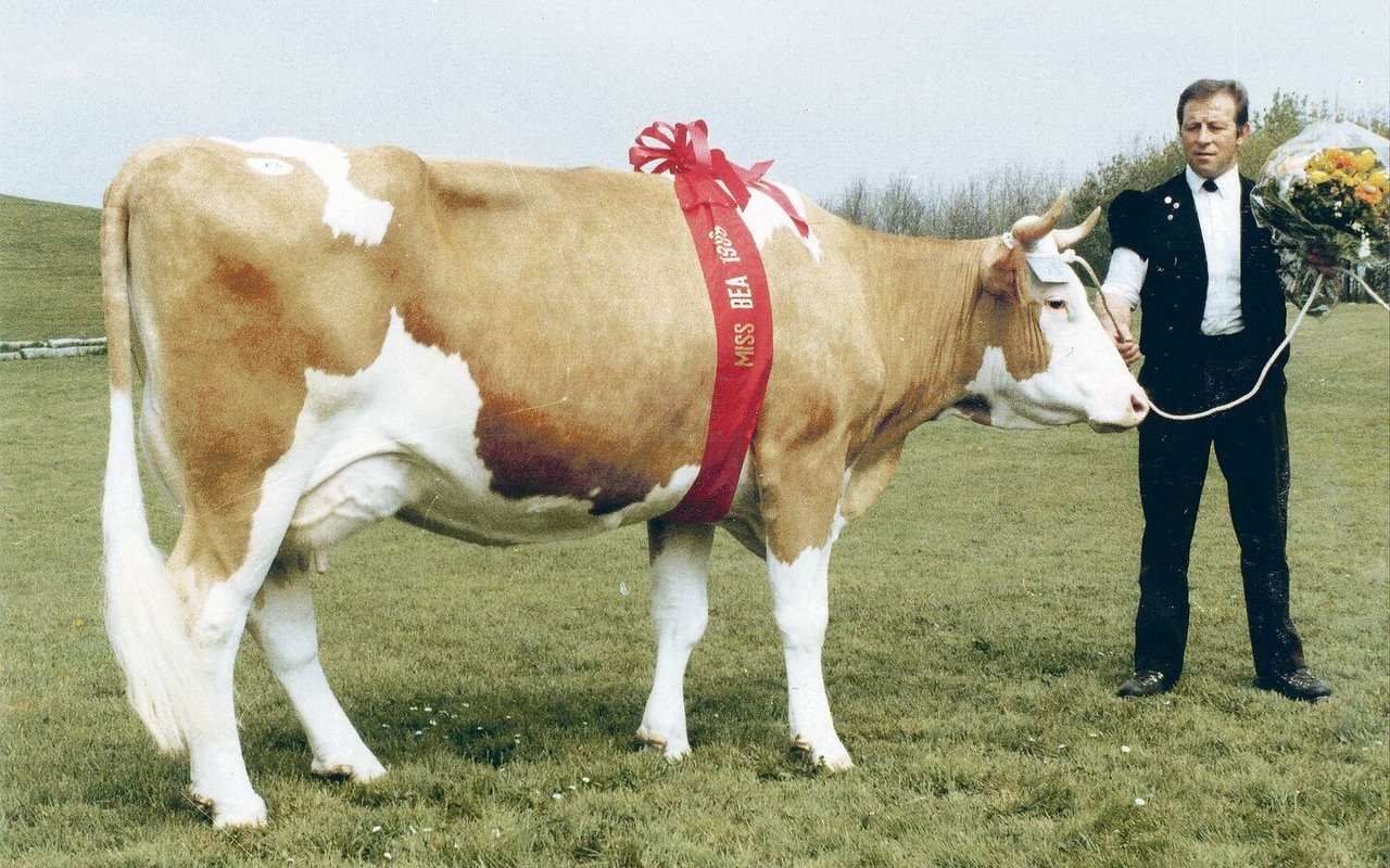 Die Miss BEA von 1988: Die schöne reine Simmentalerkuh Jonas Gräfin von Daniel und Lisabeth Oberli, Kehrlishof, Schangnau. 