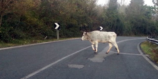 Eine der «Vacche sacre» («Heilige Kühe») läuft seelenruhig über eine Strasse. (Bild Twitter @mediacalabria)
