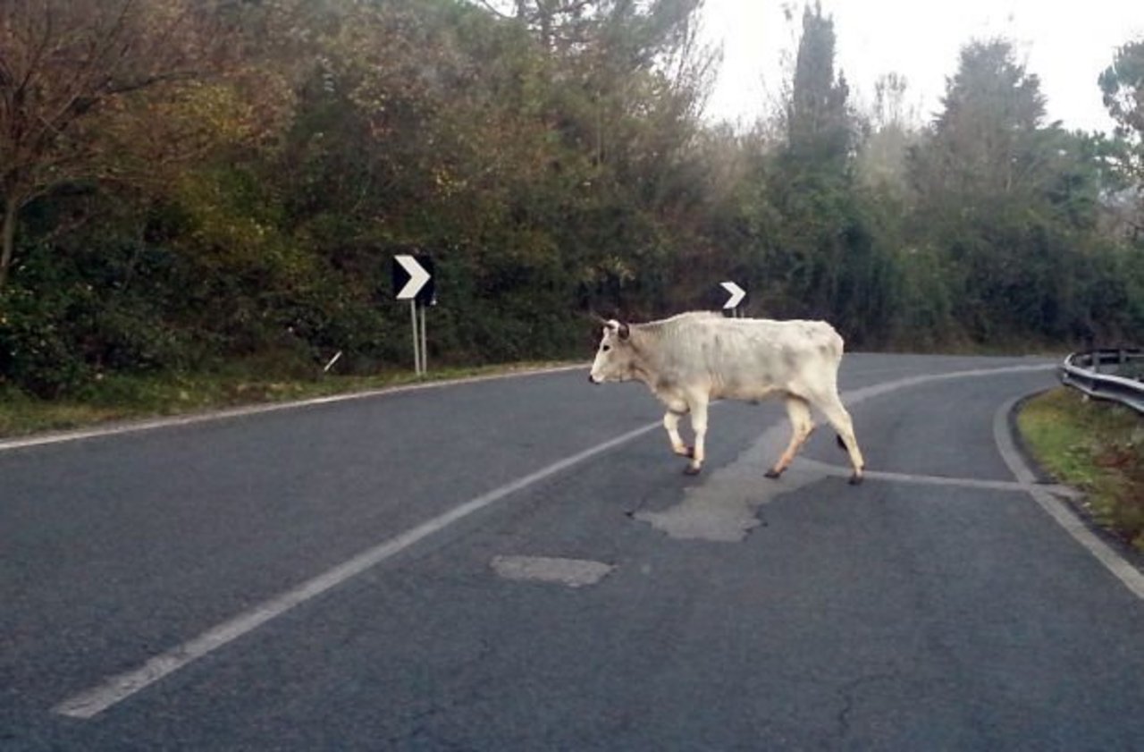 Eine der «Vacche sacre» («Heilige Kühe») läuft seelenruhig über eine Strasse. (Bild Twitter @mediacalabria)