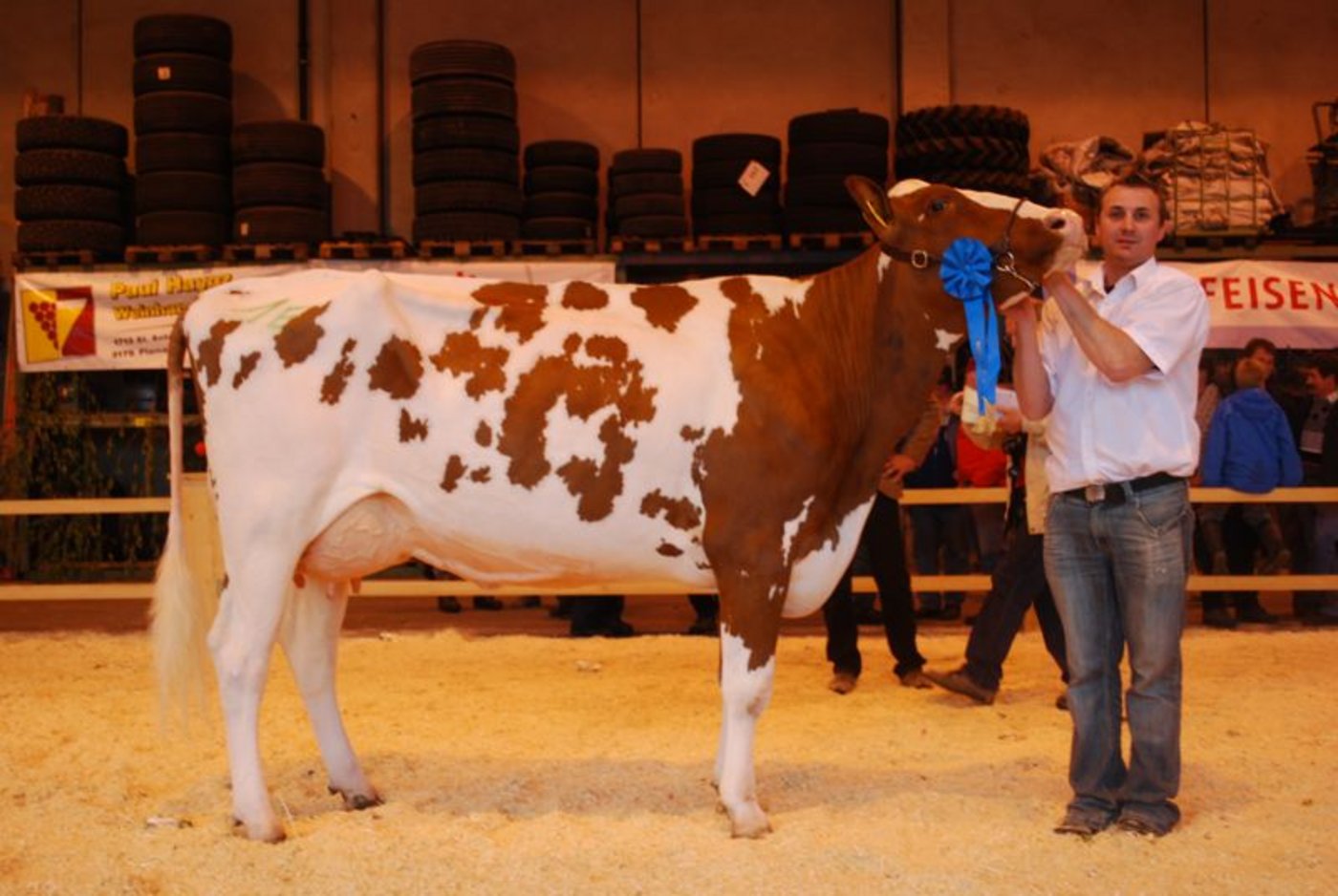 Die dreijährige Red-Holstein-Kuh Jamelia (Vater Marine) ist im Besitz von Elmar Haas.