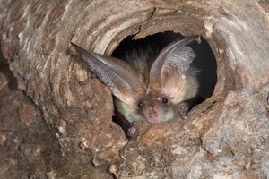 Die Langohrfledermaus ist eine von 30 Arten, die es in der Schweiz gibt. Sie jagt gerne in Obstgärten. Den Tag verschläft sie in Baumhöhlen oder Dachstöcken. (Bild www.fledermausschutz.ch)