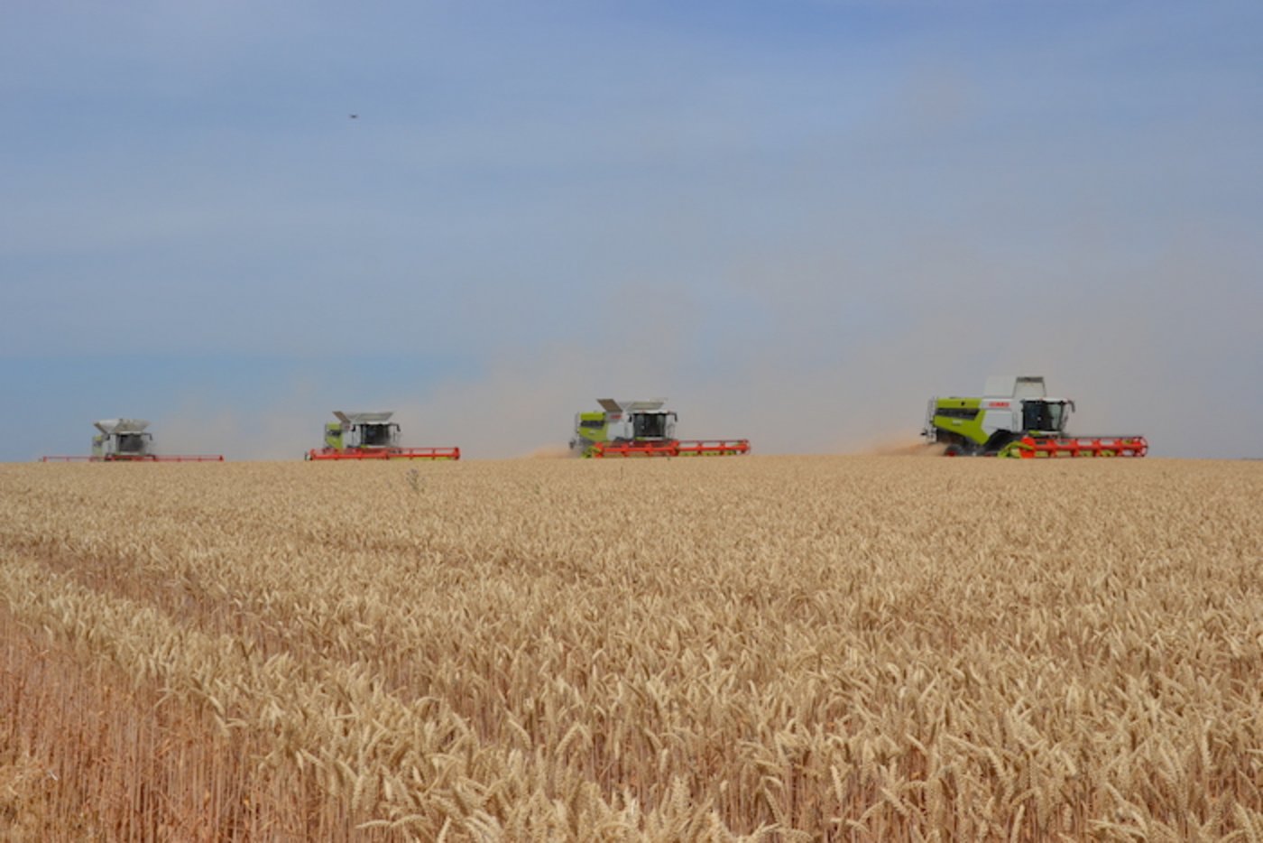 Die vier Bauserien Lexion 5000, 6000, 7000 und 8000 nebeneinander am dreschen.