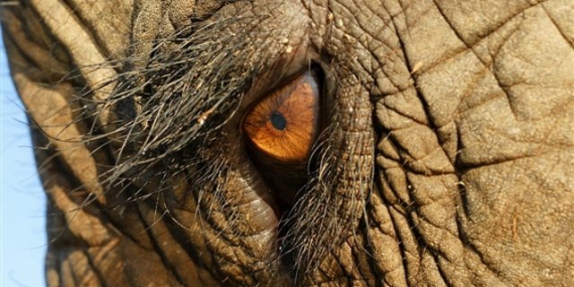 Mehr Schutz für den Elefant: Nationale Elfenbeinmärkte sollen geschlossen werden. (Bild Alexander Klink) 