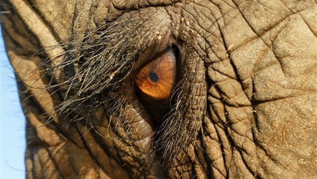 Mehr Schutz für den Elefant: Nationale Elfenbeinmärkte sollen geschlossen werden. (Bild Alexander Klink) 