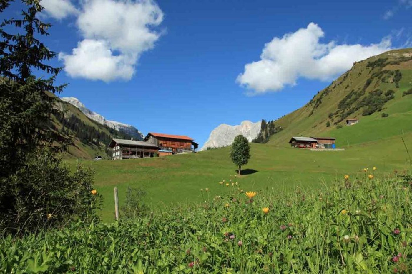 Auf Prättigauer Alpeln hirten wieder mehr Einheimische. (Bild Agnes Schneider/landwirtschaft.ch)