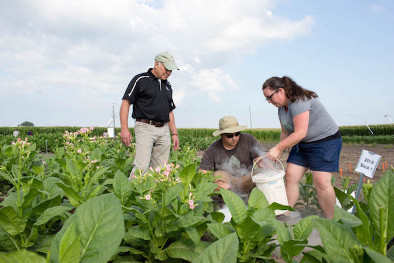 Die Wissenschaftler Don Ort, Paul South und Amanda Cavanagh fanden heraus, dass ihre modifizierten Pflanzen etwa 40 Prozent produktiver sind. (Bild: Claire Benjamin/RIPE Project)