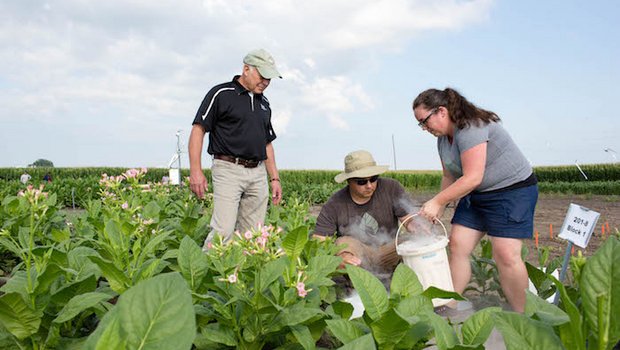 Die Wissenschaftler Don Ort, Paul South und Amanda Cavanagh fanden heraus, dass ihre modifizierten Pflanzen etwa 40 Prozent produktiver sind. (Bild: Claire Benjamin/RIPE Project)