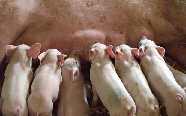 Im betroffenen polnischen Betrieb lebten Ferkel, keine Mastschweine. (Symbolbild Pixabay)