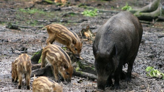 Die afrikanische Schweinepest kann sich über infizierte Wildschweine verbreiten. (Bild: BauZ)
