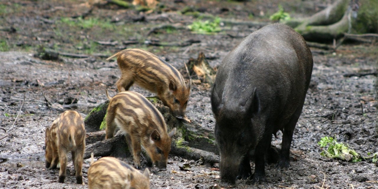 Die afrikanische Schweinepest kann sich über infizierte Wildschweine verbreiten. (Bild: BauZ)