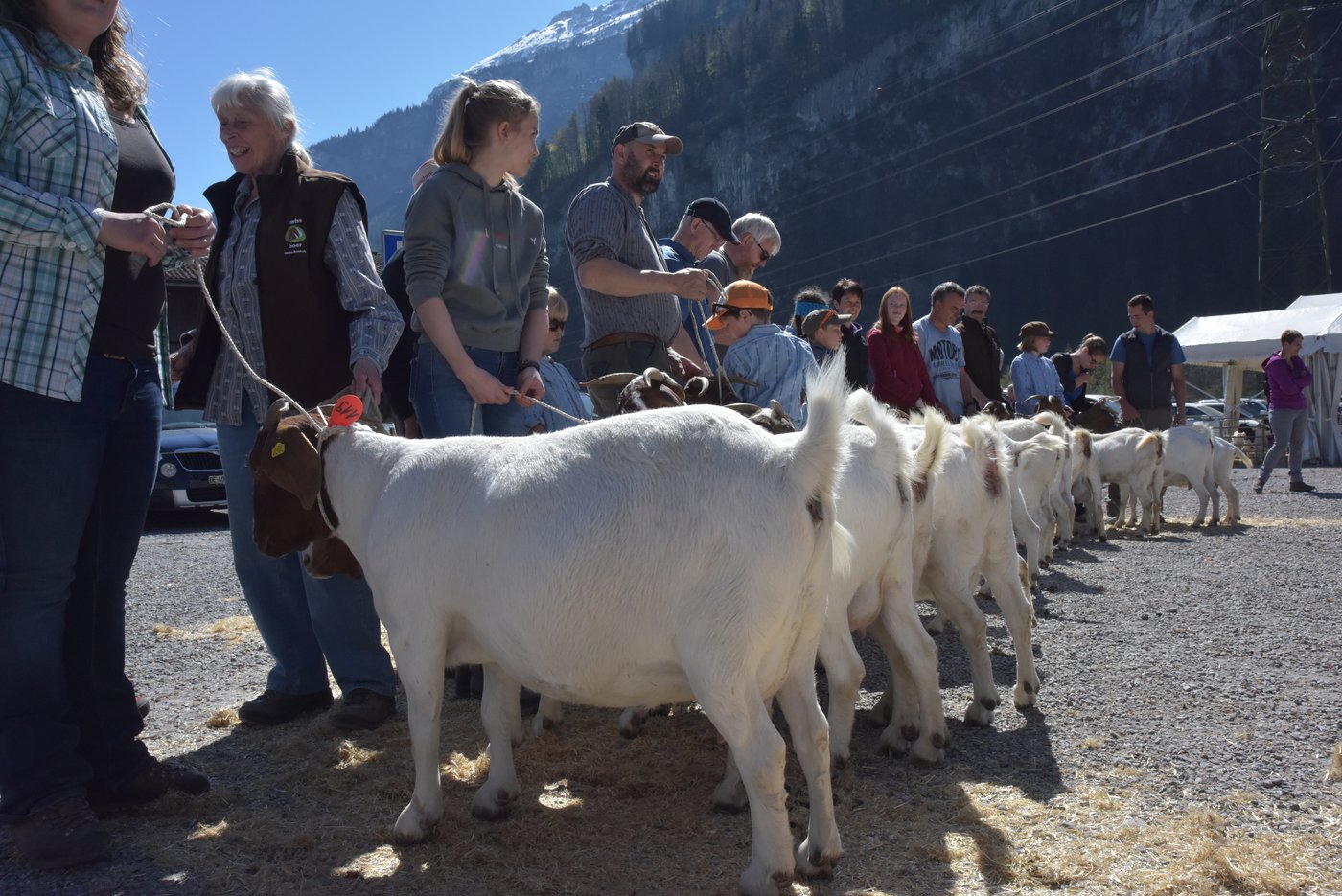 Viele Tiere auf hohem Niveau machte die Arbeit für die beiden Experten Ueli Perren und Hans Ramseier schwierig. Diese Kategorie der Ziegen 24 bis 36 Monate wurde von Rumi aus dem Stall von Andrea Kiser und René Odermatt aus Sarnen OW gewonnen.