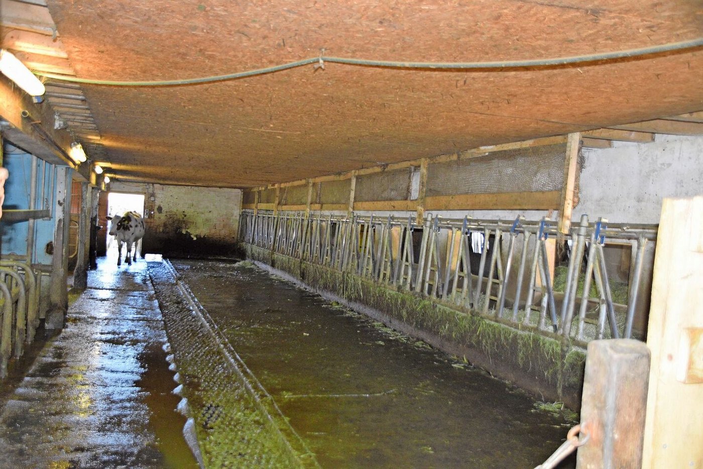 An der Futterachse im alten Stall wurden die Kühe gemolken. Der Liegebereich befand sich nicht dort, sondern in Liegeboxen. 