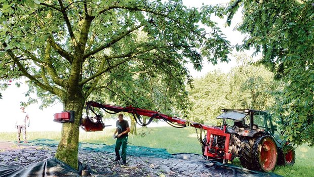 Benno Camenzind aus Küssnacht (r.) lenkt den hydraulischen Schüttler um den Stamm des Brennkirschenbaumes. So werden die Früchte aller 160 Hochstammbäume geerntet. Gleichwohl bleibt noch viel Handarbeit. (Bild Josef Scherer)