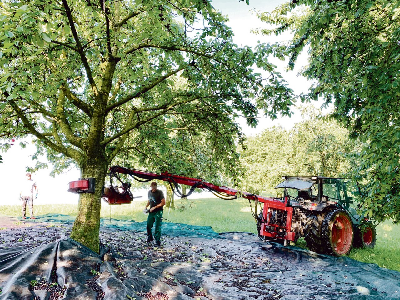 Benno Camenzind aus Küssnacht (r.) lenkt den hydraulischen Schüttler um den Stamm des Brennkirschenbaumes. So werden die Früchte aller 160 Hochstammbäume geerntet. Gleichwohl bleibt noch viel Handarbeit. (Bild Josef Scherer)