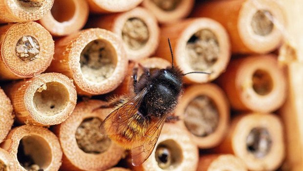 Mauerbienen seien nicht selten, sagt Louis Sutter. Daher könne man auf lokale Populationen setzen. 