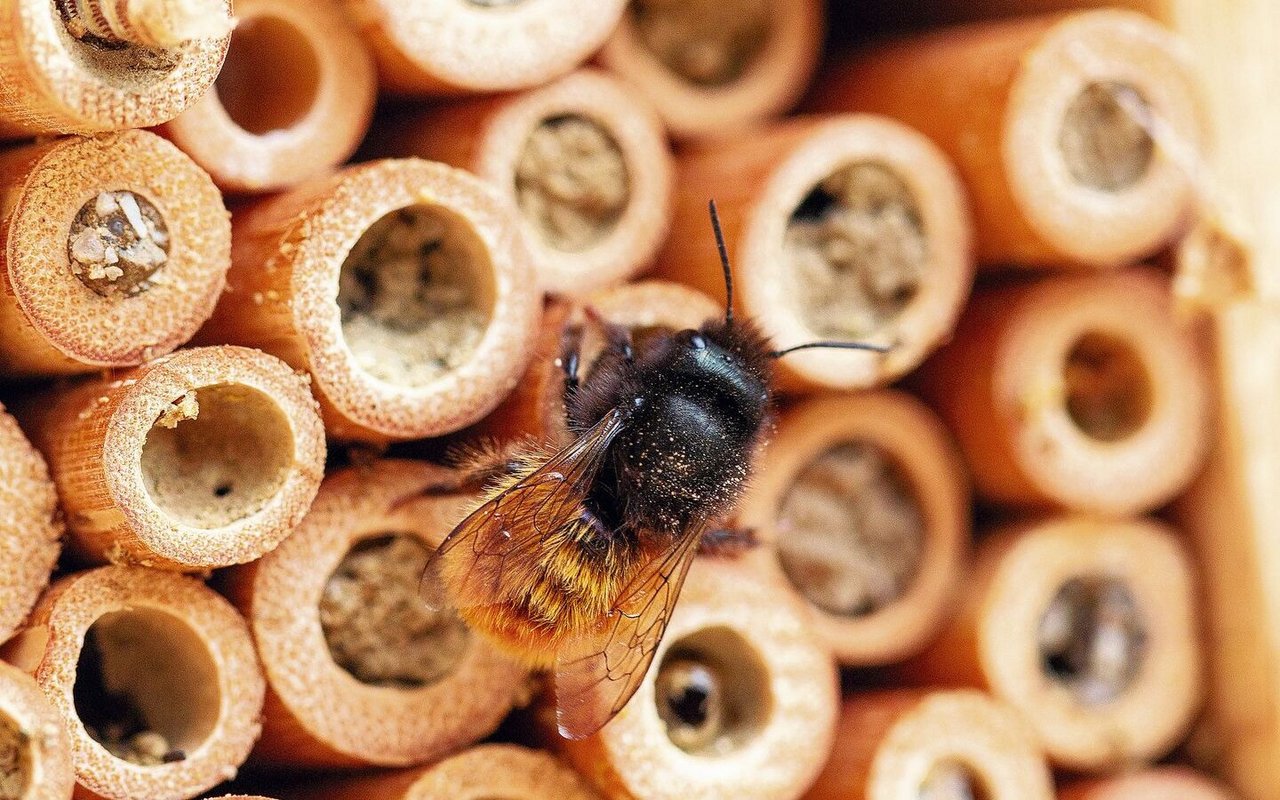 Mauerbienen seien nicht selten, sagt Louis Sutter. Daher könne man auf lokale Populationen setzen. 