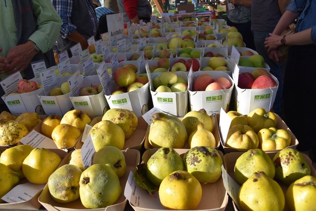 Am 13. Obstsortenmarkt wurden den Besuchern alte Sorten nähergebracht. (Bild noe)