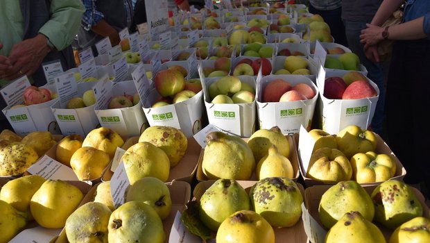 Am 13. Obstsortenmarkt wurden den Besuchern alte Sorten nähergebracht. (Bild noe)