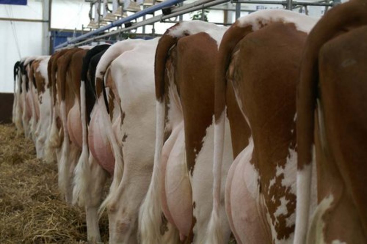 Ob eine Kuh trächtig ist oder nicht, kann neu anhand einer Milchprobe festgestellt werden. (Bild: lid)