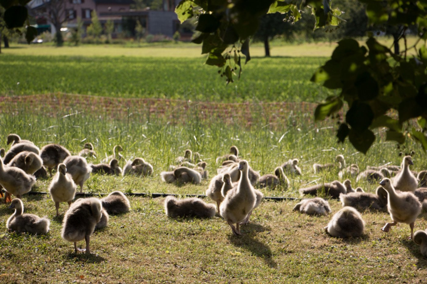 Mahlrückstände und Ausschusskörner werden zu Geflügelfutter für Ribelmais-Gänse verarbeitet. (Eveline Dudda)