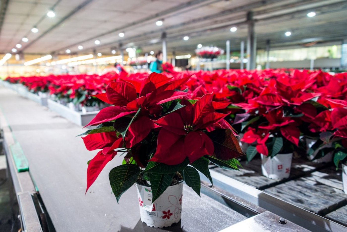 Globale Freudenspender: Weihnachtssterne kommen eigentlich aus Mexiko. Die Mutterpflanze für die in Züberwangen SG eingetopften Pflanzen wächst indes auf dem afrikanischen Kontinent, die Stecklinge werden in Deutschland gezogen. (Bild hja)