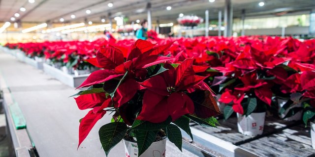 Globale Freudenspender: Weihnachtssterne kommen eigentlich aus Mexiko. Die Mutterpflanze für die in Züberwangen SG eingetopften Pflanzen wächst indes auf dem afrikanischen Kontinent, die Stecklinge werden in Deutschland gezogen. (Bild hja)