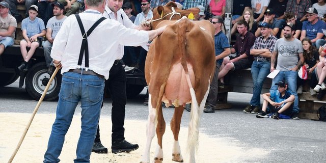 Gygers Attraction Cecilia war einem Käufer 8900 Franken wert. Diese Erstlingskuh ging an einen bekannten Emmentaler Züchter.
